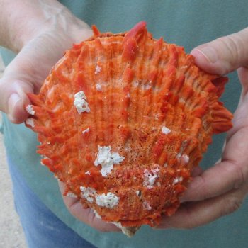 5" Spiny Oyster pair (Spondylus princeps)