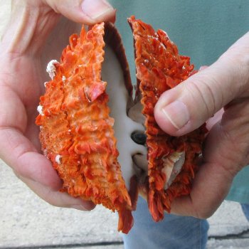 5" Spiny Oyster pair (Spondylus princeps)