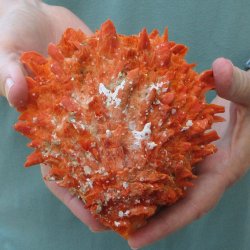 5-1/4" Spiny O...