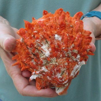5-1/4" Spiny Oyster pair (Spondylus princeps)