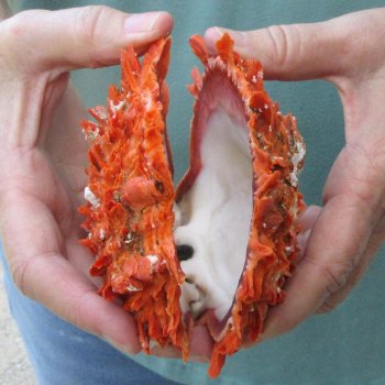 5-1/4" Spiny Oyster pair (Spondylus princeps)