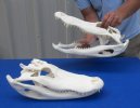 15" to 15-7/8" wholesale alligator skull, grade A from a Florida gator, cleaned/whitened - you will receive one that looks similar to those pictured @ $95 each