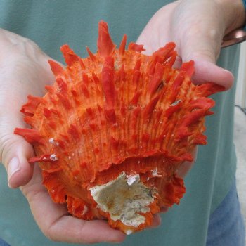 5" Spiny Oyster pair (Spondylus princeps)