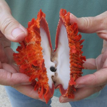 5" Spiny Oyster pair (Spondylus princeps)