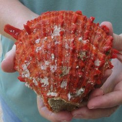 5" Spiny Oyste...
