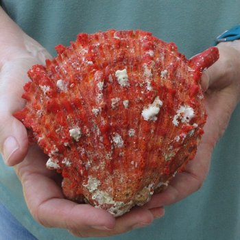 5" Spiny Oyster pair (Spondylus princeps)