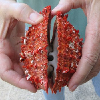 5" Spiny Oyster pair (Spondylus princeps)