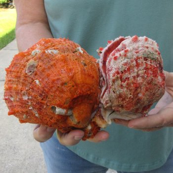 6 - 8" Spiny Double Oyster pairs (Spondylus princeps)