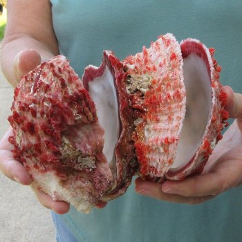 6 - 8" Spiny Double Oyster pairs (Spondylus princeps)