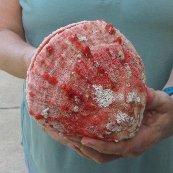 6 - 8" Spiny Double Oyster pairs (Spondylus princeps)