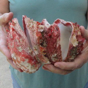 6 - 8" Spiny Double Oyster pairs (Spondylus princeps)