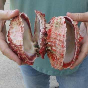 6 - 8" Spiny Double Oyster pairs (Spondylus princeps)