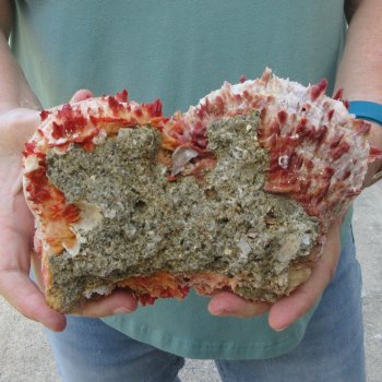 6 - 8" Spiny Double Oyster pairs (Spondylus princeps)