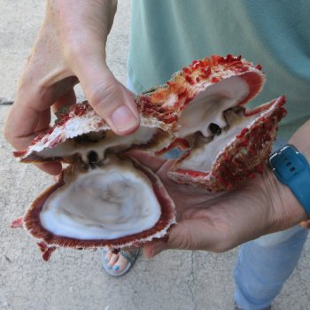 6 - 8" Spiny Double Oyster pairs (Spondylus princeps)