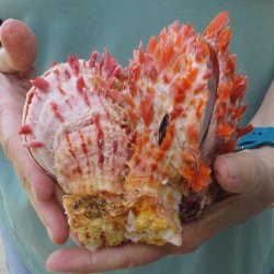 6 - 8" Spiny D...