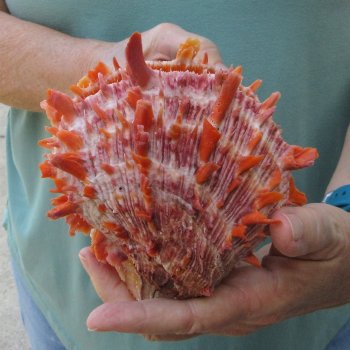 6 - 8" Spiny Double Oyster pairs (Spondylus princeps)