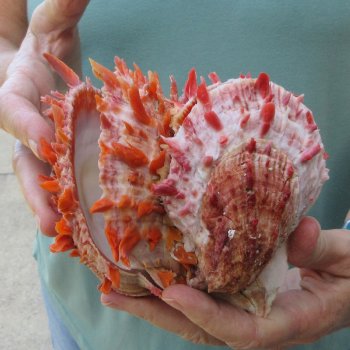 6 - 8" Spiny Double Oyster pairs (Spondylus princeps)