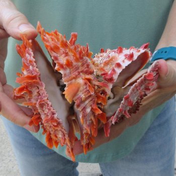 6 - 8" Spiny Double Oyster pairs (Spondylus princeps)