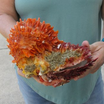 6 - 8" Spiny Double Oyster pairs (Spondylus princeps)