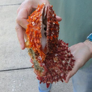 6 - 8" Spiny Double Oyster pairs (Spondylus princeps)