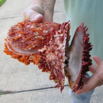 6 - 8" Spiny Double Oyster pairs (Spondylus princeps)