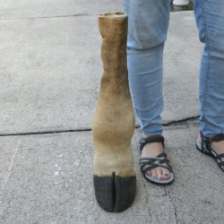 22-1/2 inch tall Gi...
