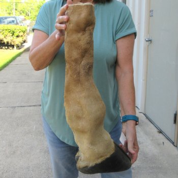 22-1/2 inch tall Giraffe Foot Mount