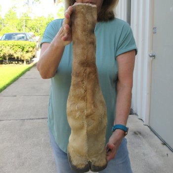 22-1/2 inch tall Giraffe Foot Mount