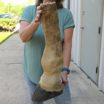 22-1/2 inch tall Giraffe Foot Mount