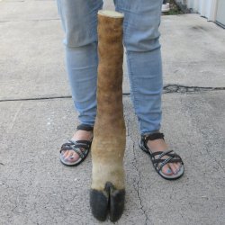 22-1/2 inch tall Gi...