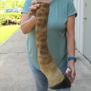22-1/2 inch tall Giraffe Foot Mount