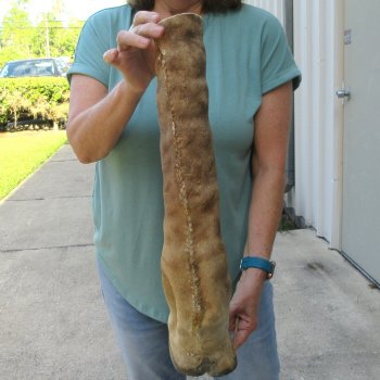 22-1/2 inch tall Giraffe Foot Mount
