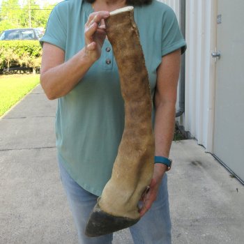 22-1/2 inch tall Giraffe Foot Mount
