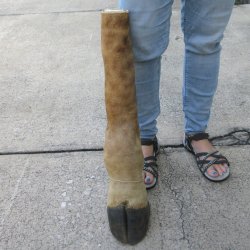 23-1/2 inch tall Gi...