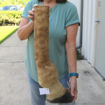 23-1/2 inch tall Giraffe Foot Mount