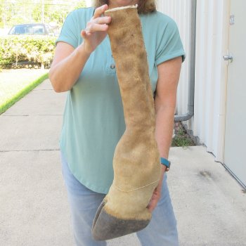 23-1/2 inch tall Giraffe Foot Mount