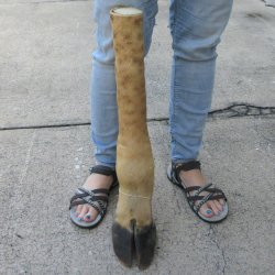 23 inch tall Giraff...
