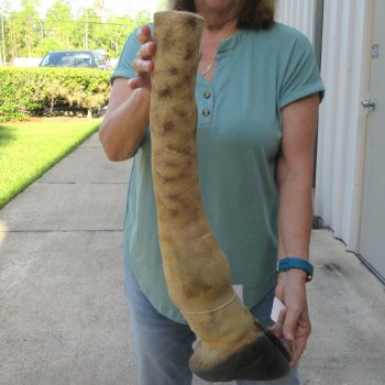 23 inch tall Giraffe Foot Mount