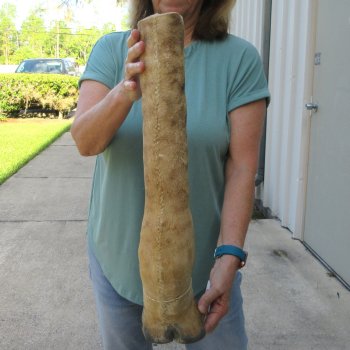 23 inch tall Giraffe Foot Mount