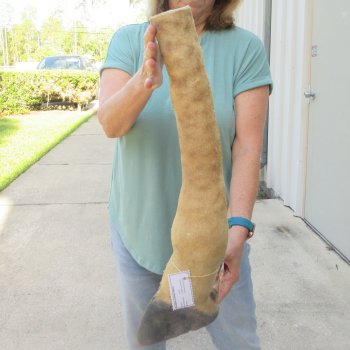 23 inch tall Giraffe Foot Mount