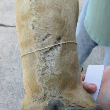 23 inch tall Giraffe Foot Mount
