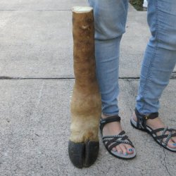 22 inch tall Giraff...