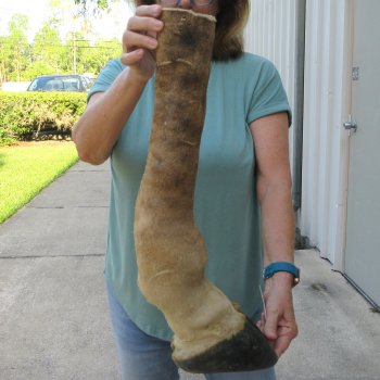 22 inch tall Giraffe Foot Mount