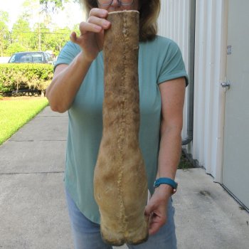 22 inch tall Giraffe Foot Mount