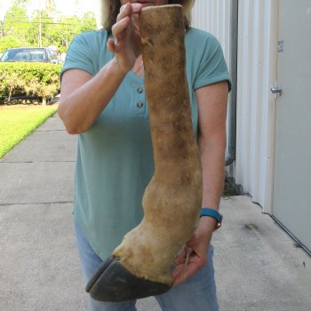 22 inch tall Giraffe Foot Mount