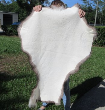 Grade B Reindeer pelt/hide/skin without legs, 42 inches long by 30 inches wide - $80