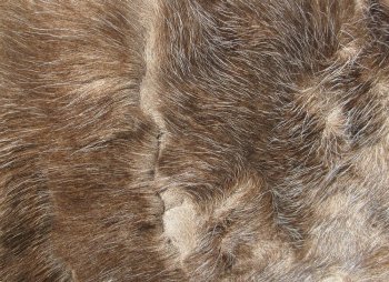 Grade B Reindeer pelt/hide/skin without legs, 42 inches long by 30 inches wide - $80