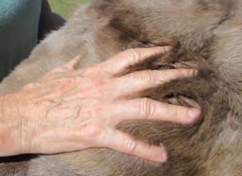 Grade B Reindeer pelt/hide/skin without legs, 42 inches long by 30 inches wide - $80