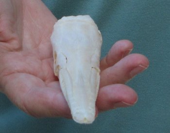 5-3/4 inch A-Grade Spotted Gar Skull - $60