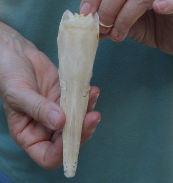 5-3/4 inch A-Grade Spotted Gar Skull - $60